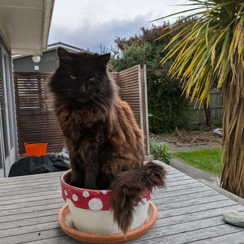 Real Cat